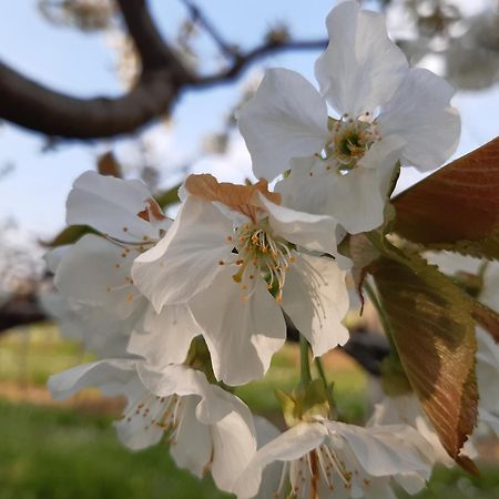Magitti Appartamento Negrar Buitenkant foto